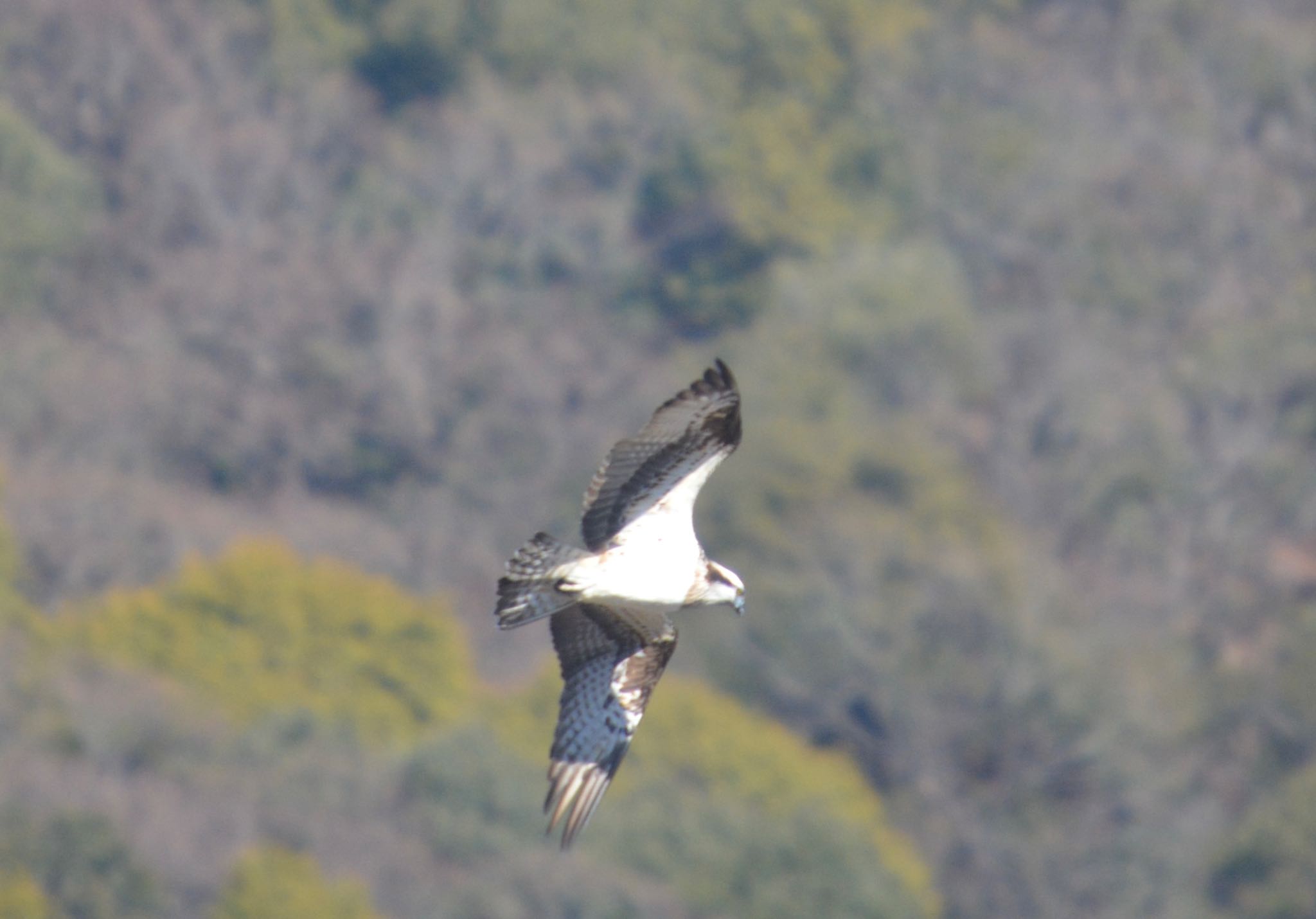 Photo of Osprey at 寒洞池 by noel2023