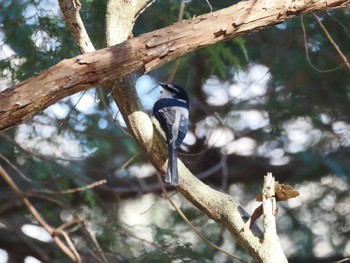 Ryukyu Minivet Hayatogawa Forest Road Sun, 1/7/2024