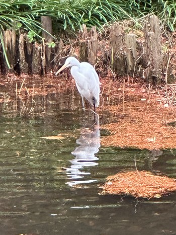 Great Egret 武蔵関公園(練馬区) Sun, 1/7/2024