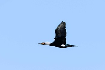 2024年1月8日(月) 渡良瀬遊水地の野鳥観察記録