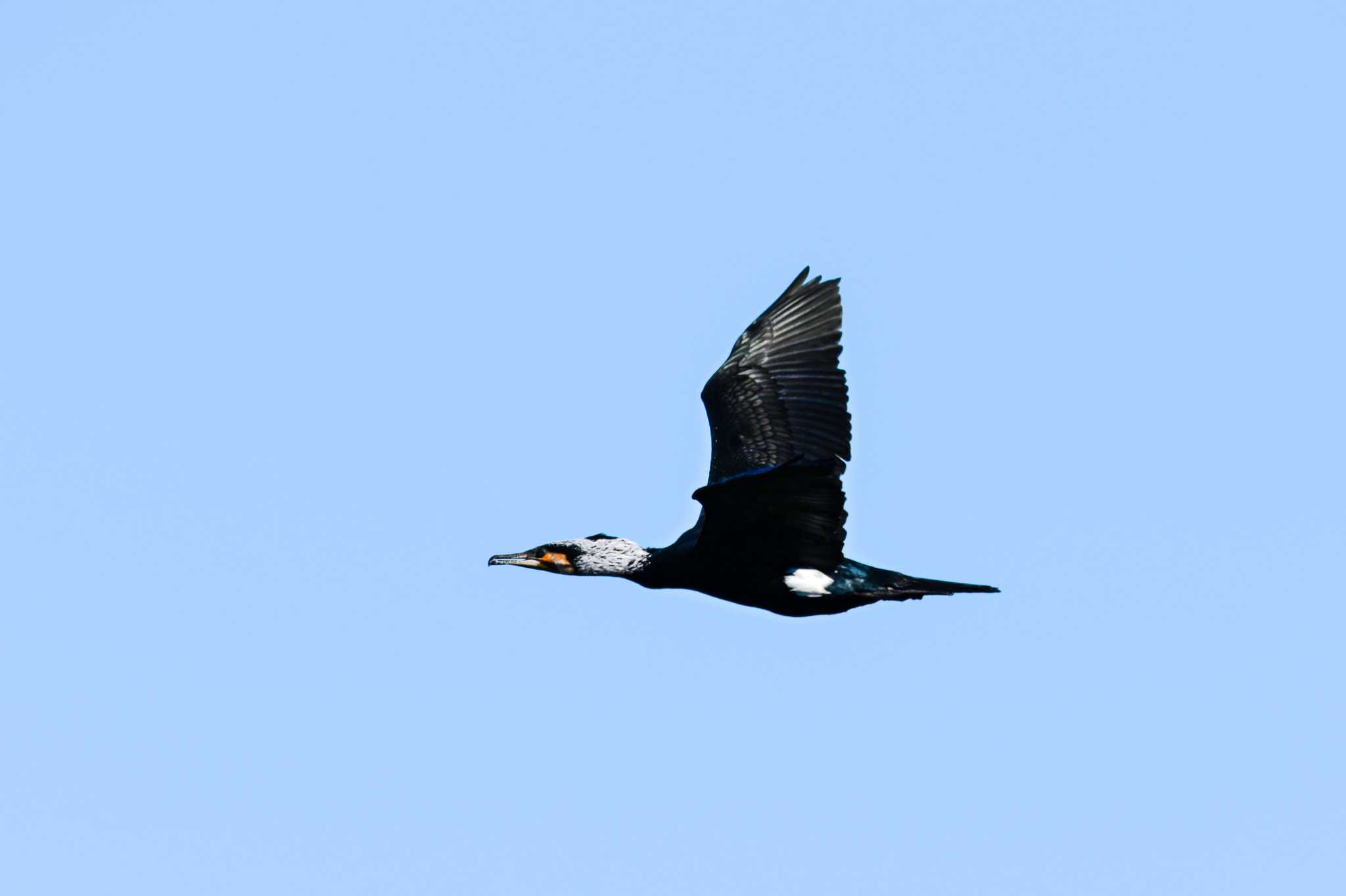Photo of Great Cormorant at Watarase Yusuichi (Wetland) by Yokai