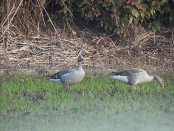 Greylag Goose Ishigaki Island Wed, 1/3/2024