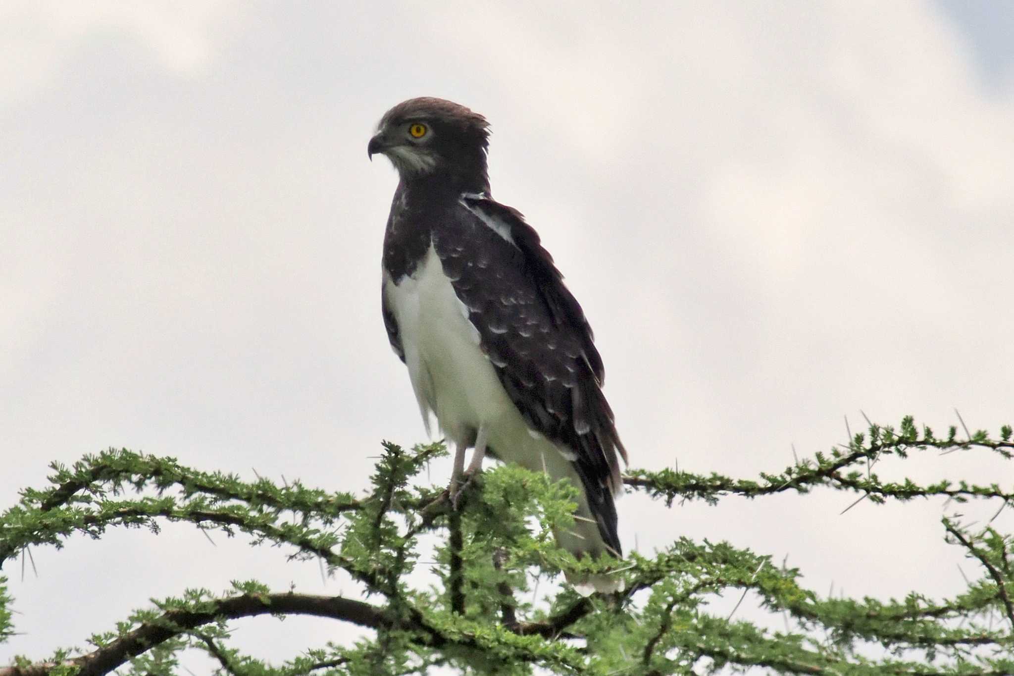 Photo of Black-chested Snake Eagle at Amboseli National Park by 藤原奏冥