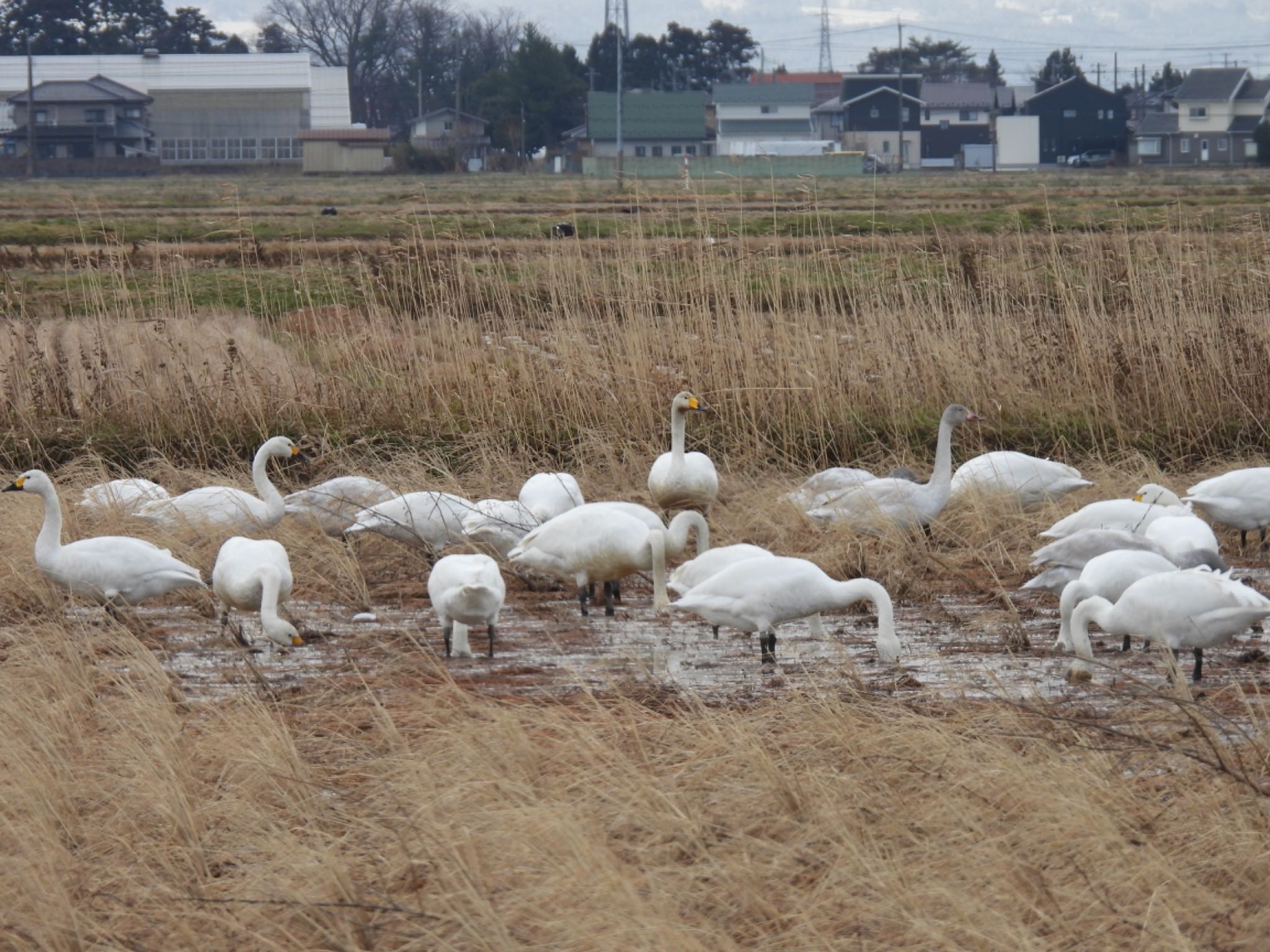 Photo of Tundra Swan at 山形県鶴岡市 by 鳥散歩