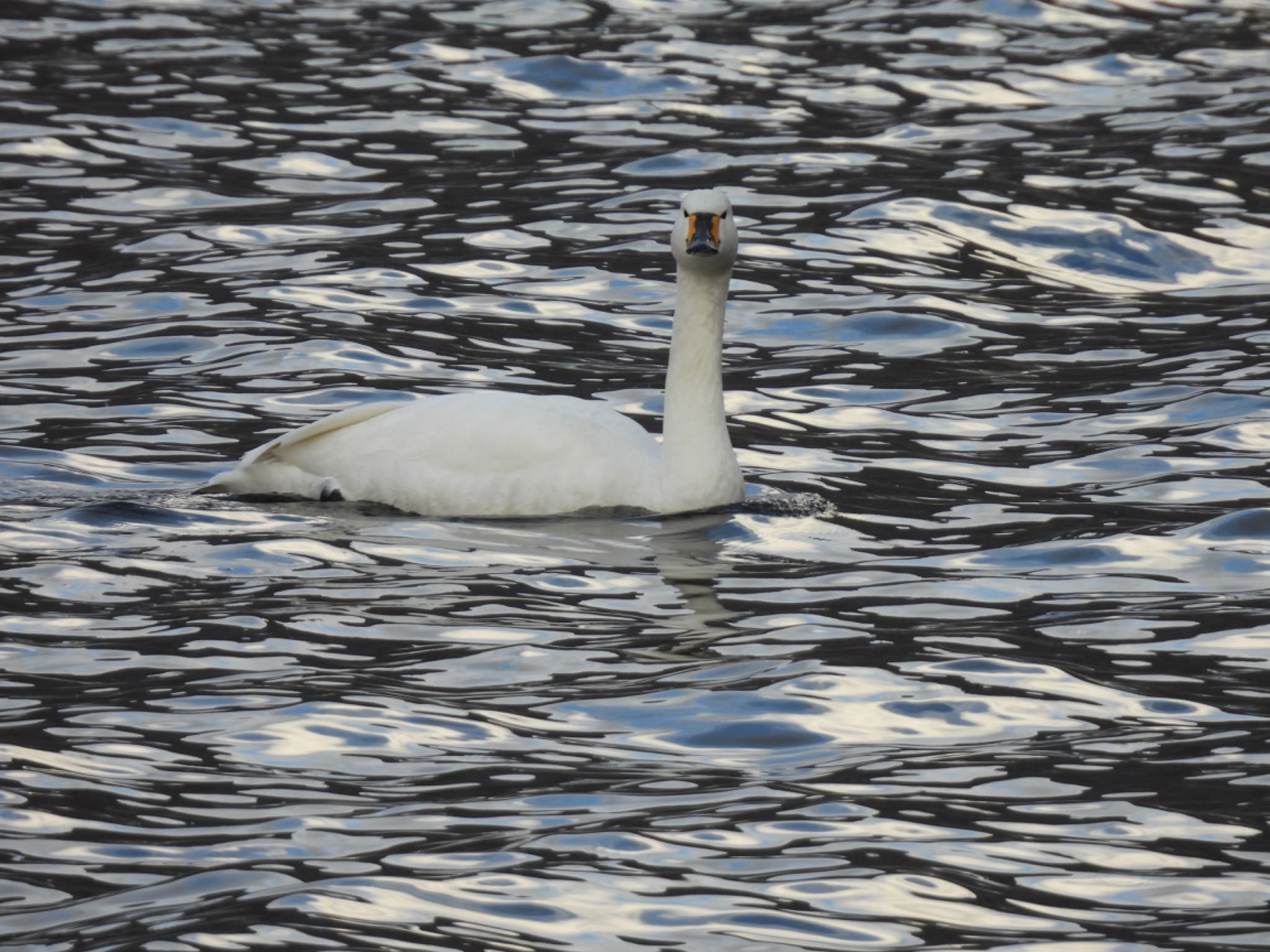 Photo of Tundra Swan at 山形県鶴岡市 by 鳥散歩