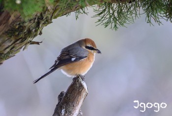 Bull-headed Shrike Akigase Park Wed, 1/3/2024