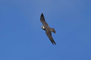 Mon, 1/8/2024 Birding report at 群馬県