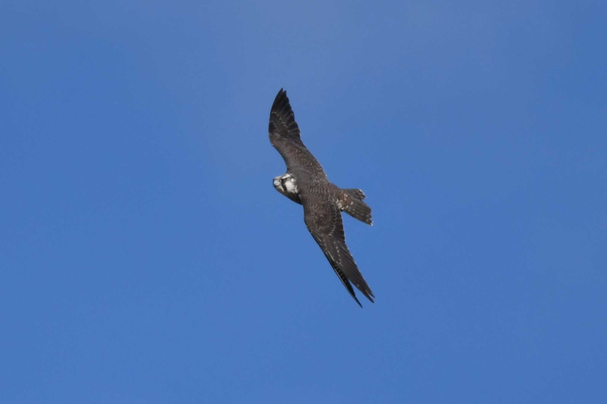 Peregrine Falcon