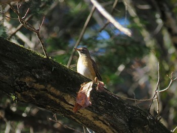 Eyebrowed Thrush 狭山丘陵 Mon, 1/8/2024