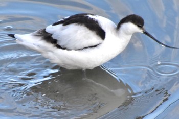 Pied Avocet 米子水鳥公園 Mon, 1/8/2024