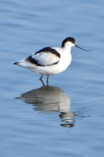 ソリハシセイタカシギ 米子水鳥公園 2024年1月8日(月)