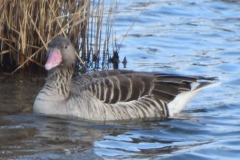 ハイイロガン 米子水鳥公園 2024年1月8日(月)