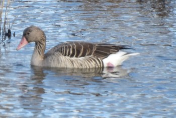 ハイイロガン 米子水鳥公園 2024年1月8日(月)