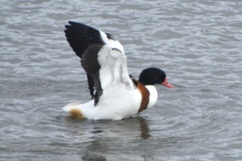 Common Shelduck 米子水鳥公園 Mon, 1/8/2024