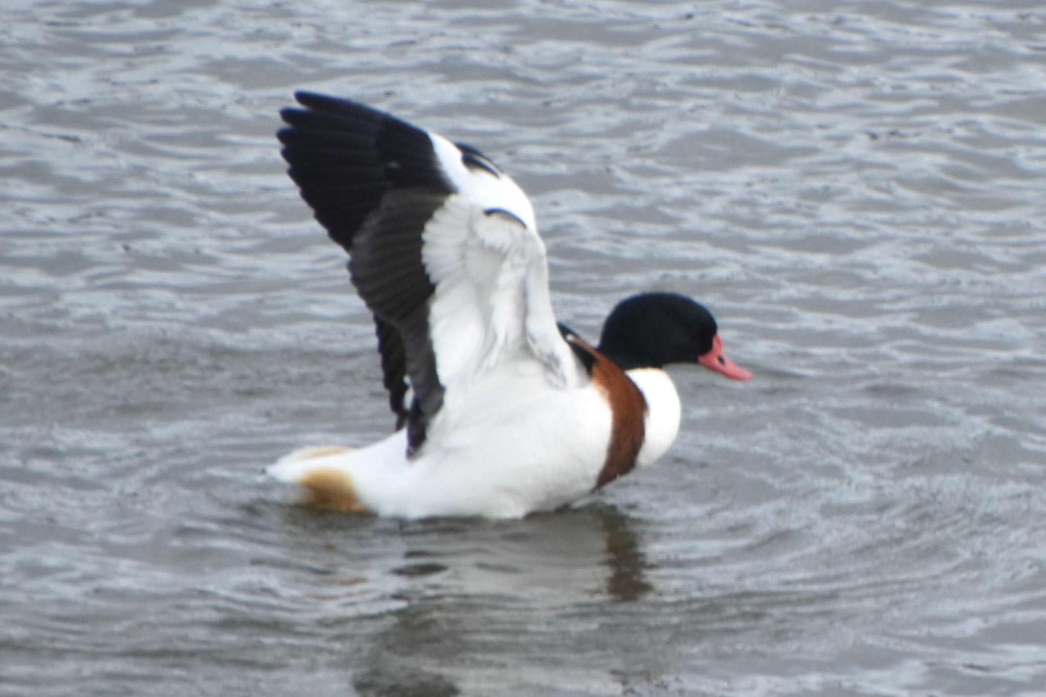 Common Shelduck