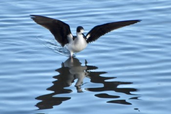 Black-winged Stilt 米子水鳥公園 Mon, 1/8/2024