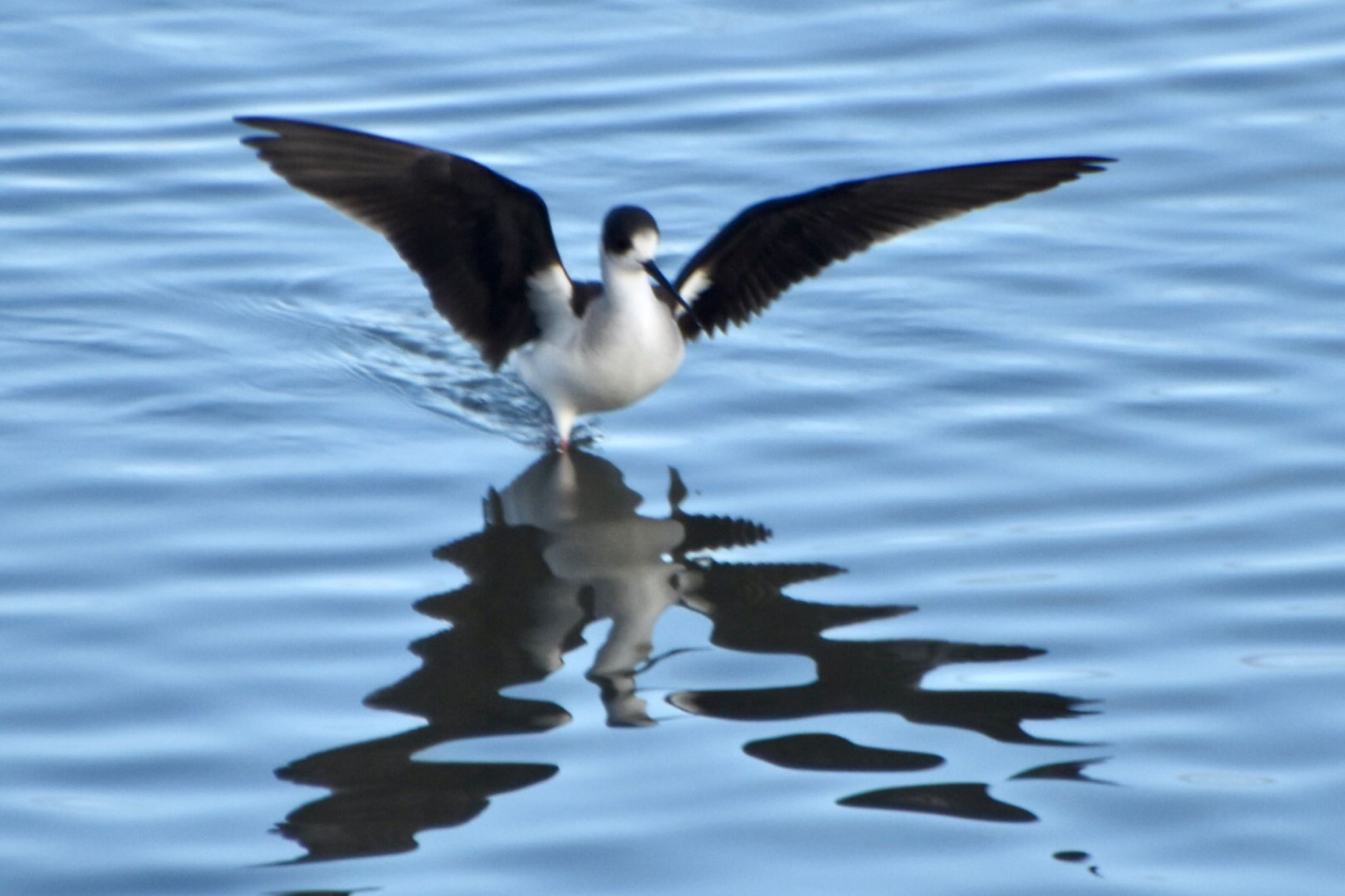 Black-winged Stilt