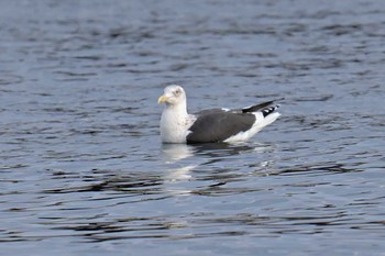 オオセグロカモメ 銚子漁港 2023年12月30日(土)