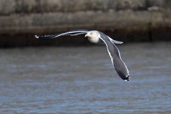 オオセグロカモメ 銚子漁港 2023年12月30日(土)