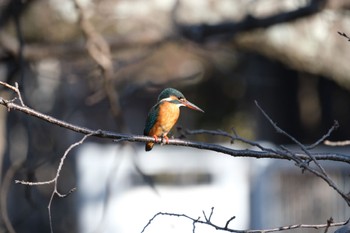 Mon, 1/8/2024 Birding report at 源兵衛川