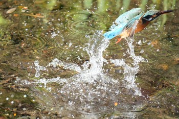 Common Kingfisher 源兵衛川 Mon, 1/8/2024