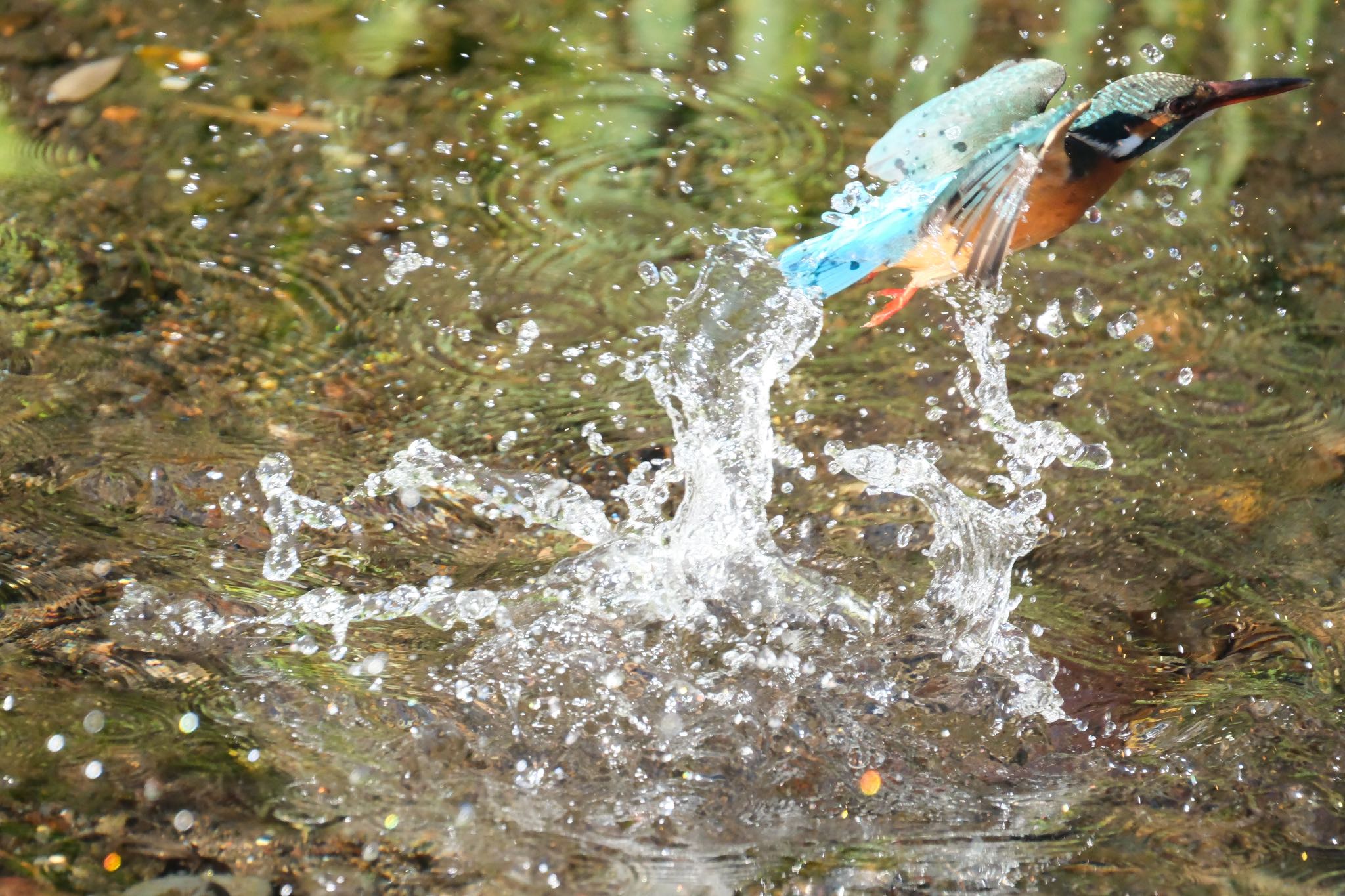 Common Kingfisher