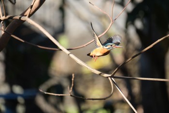 Common Kingfisher 源兵衛川 Mon, 1/8/2024