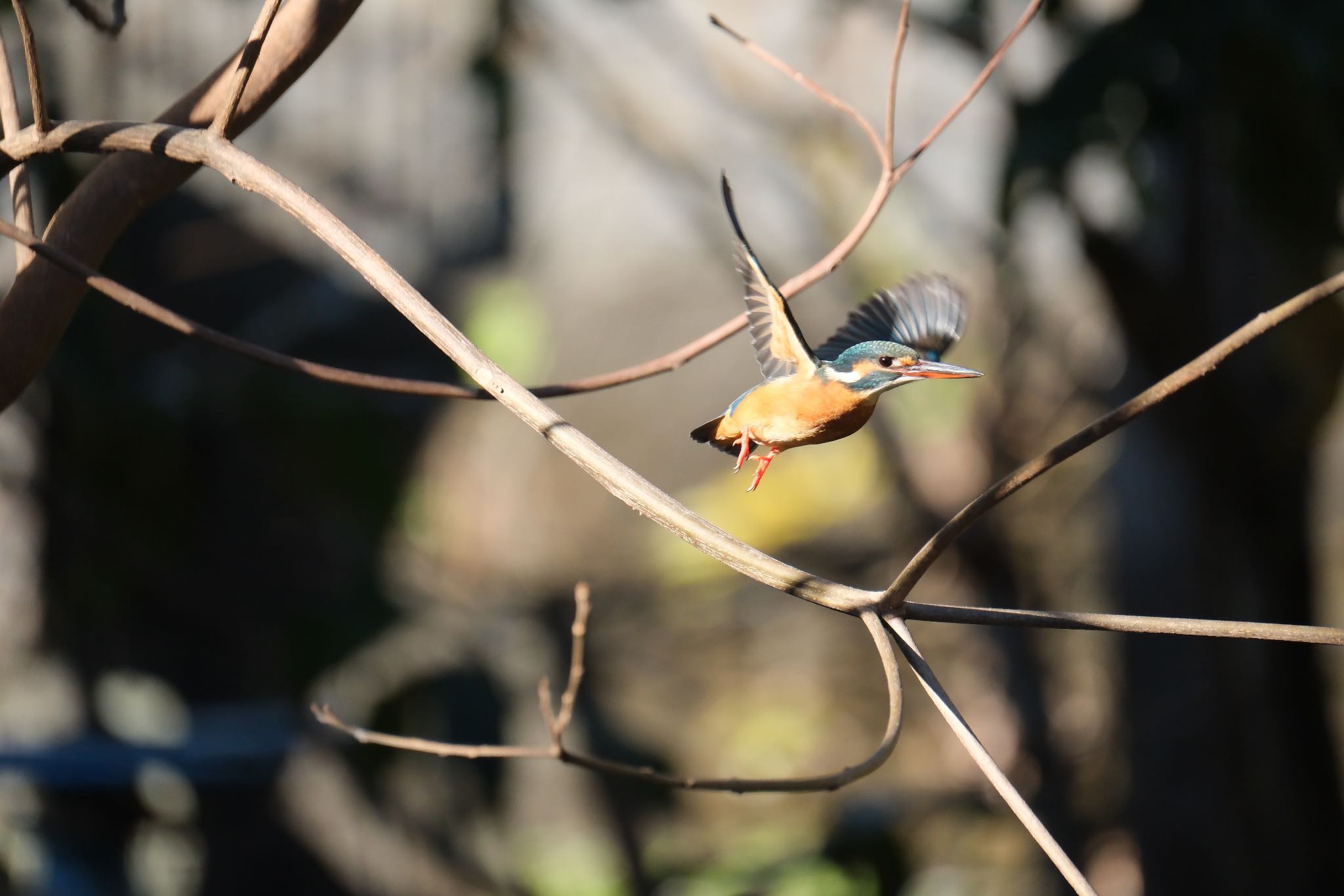 Common Kingfisher