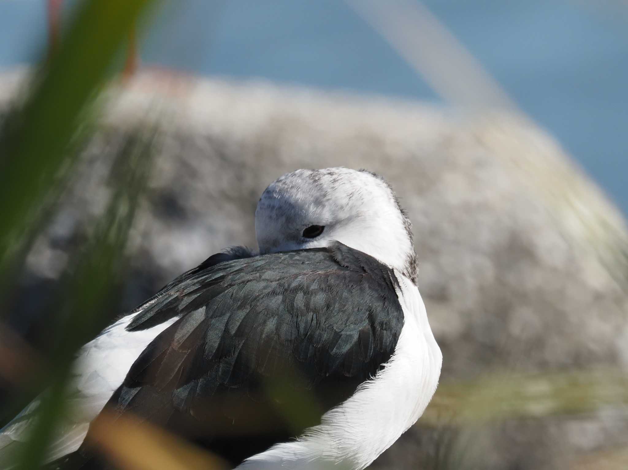 Photo of Black-winged Stilt at 多摩川河口 by とみた