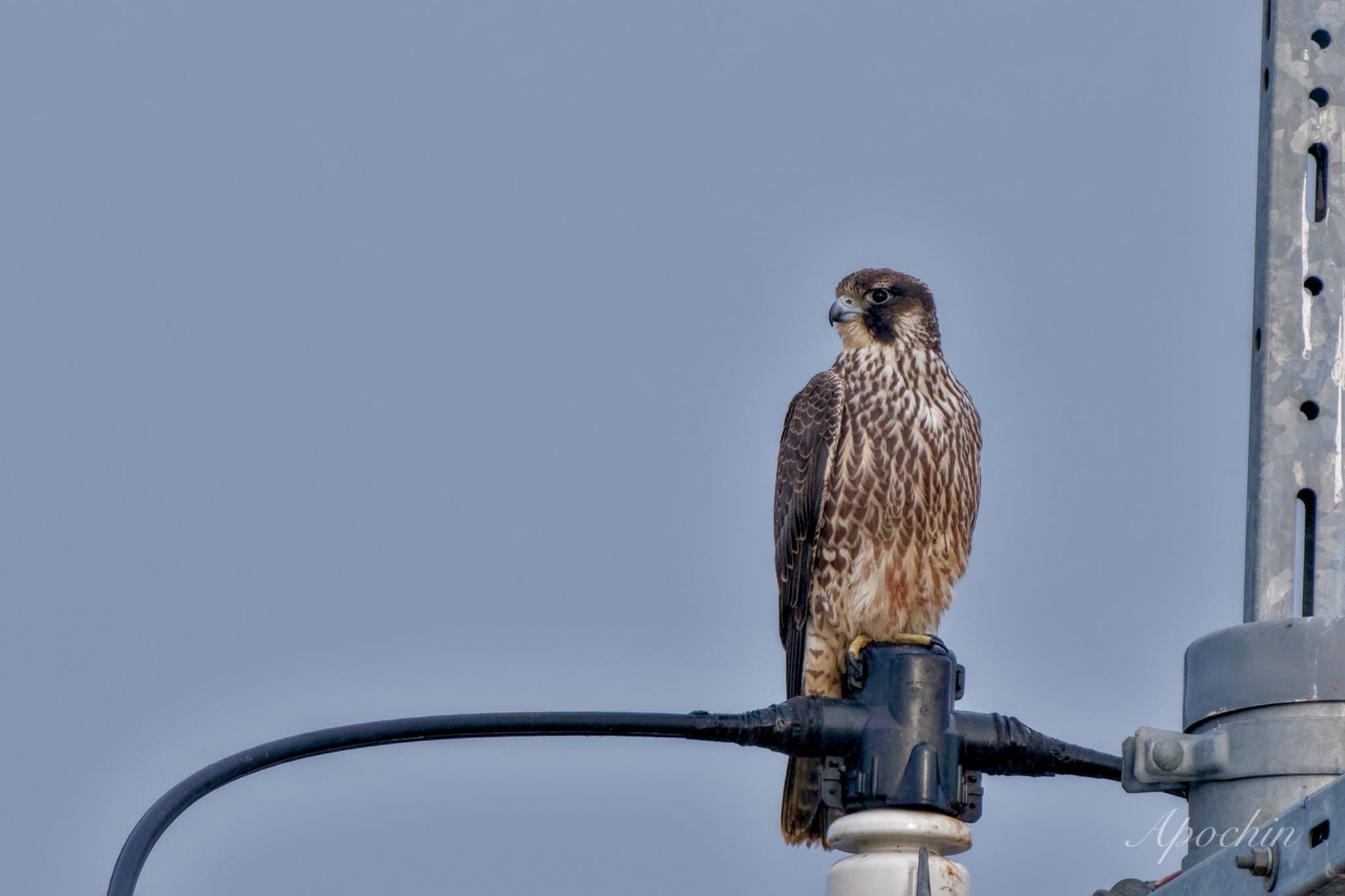 Peregrine Falcon(calidus)