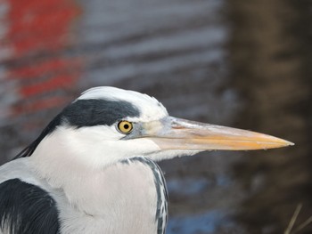 Grey Heron Osaka Tsurumi Ryokuchi Mon, 1/8/2024