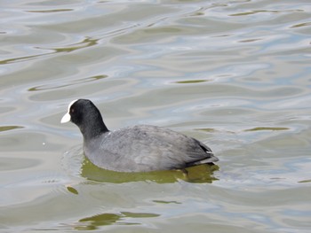 Eurasian Coot Osaka Tsurumi Ryokuchi Mon, 1/8/2024