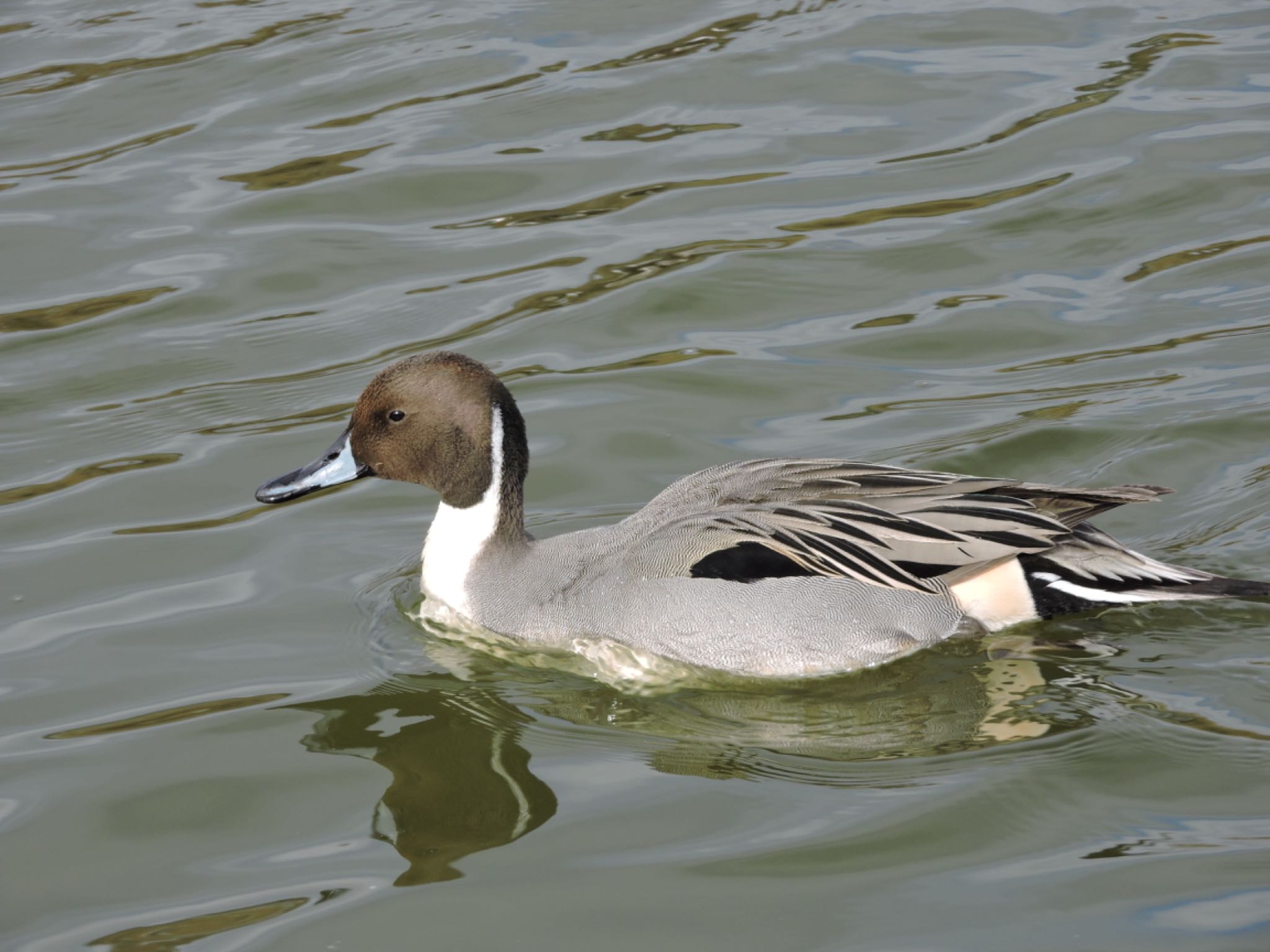 Photo of Northern Pintail at Osaka Tsurumi Ryokuchi by 鉄腕よっしー