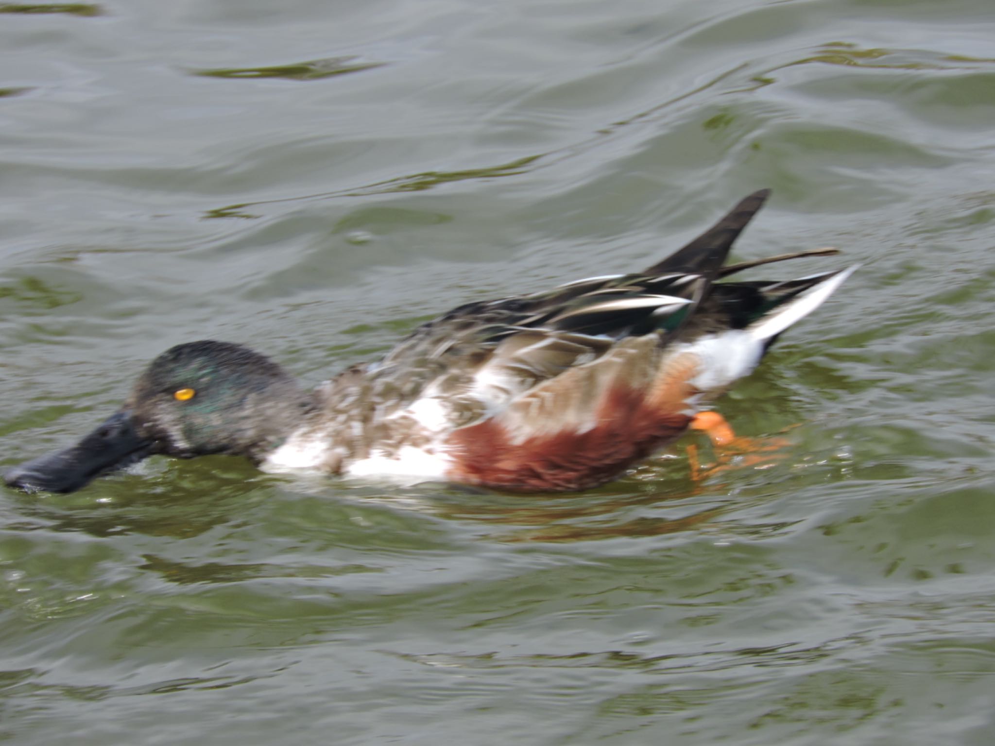 Photo of Northern Shoveler at Osaka Tsurumi Ryokuchi by 鉄腕よっしー