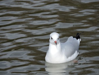 Black-headed Gull Osaka Tsurumi Ryokuchi Mon, 1/8/2024