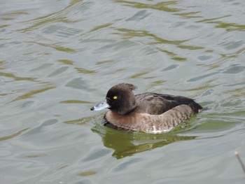 Tufted Duck Osaka Tsurumi Ryokuchi Mon, 1/8/2024