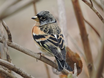 2024年1月8日(月) 大阪鶴見緑地の野鳥観察記録