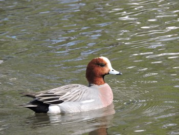 Eurasian Wigeon Osaka Tsurumi Ryokuchi Mon, 1/8/2024