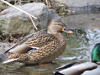 Mallard Osaka Tsurumi Ryokuchi Mon, 1/8/2024