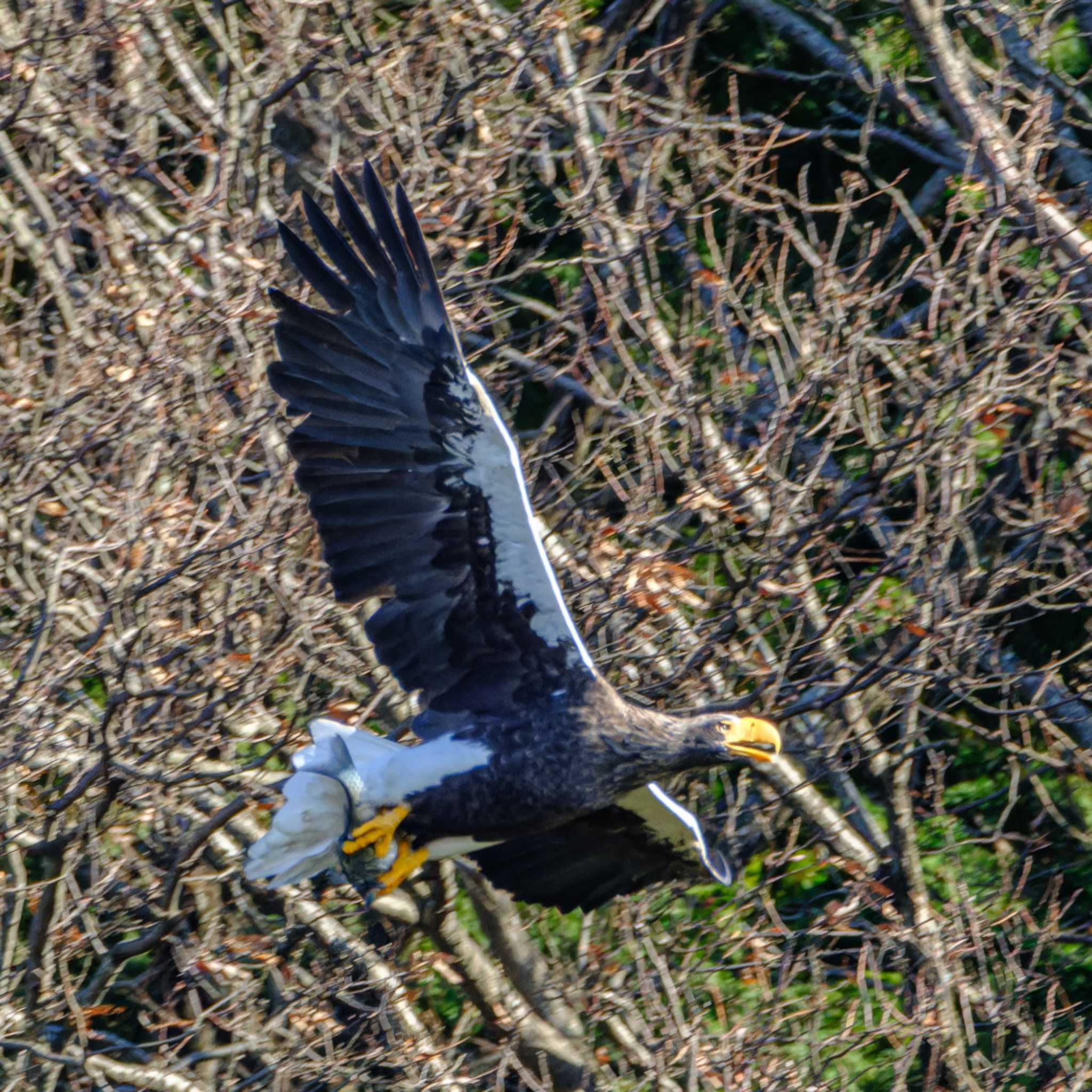 湖北野鳥センター オオワシの写真 by K.AKIYAMA