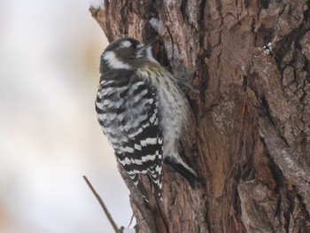 Japanese Pygmy Woodpecker(seebohmi) 左股川緑地(札幌市西区) Mon, 1/8/2024