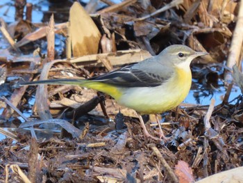 2023年12月29日(金) 北本自然観察公園の野鳥観察記録