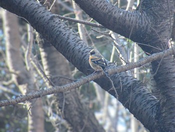 2024年1月8日(月) 昭和記念公園の野鳥観察記録