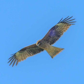 トビ 湖北野鳥センター 2024年1月5日(金)