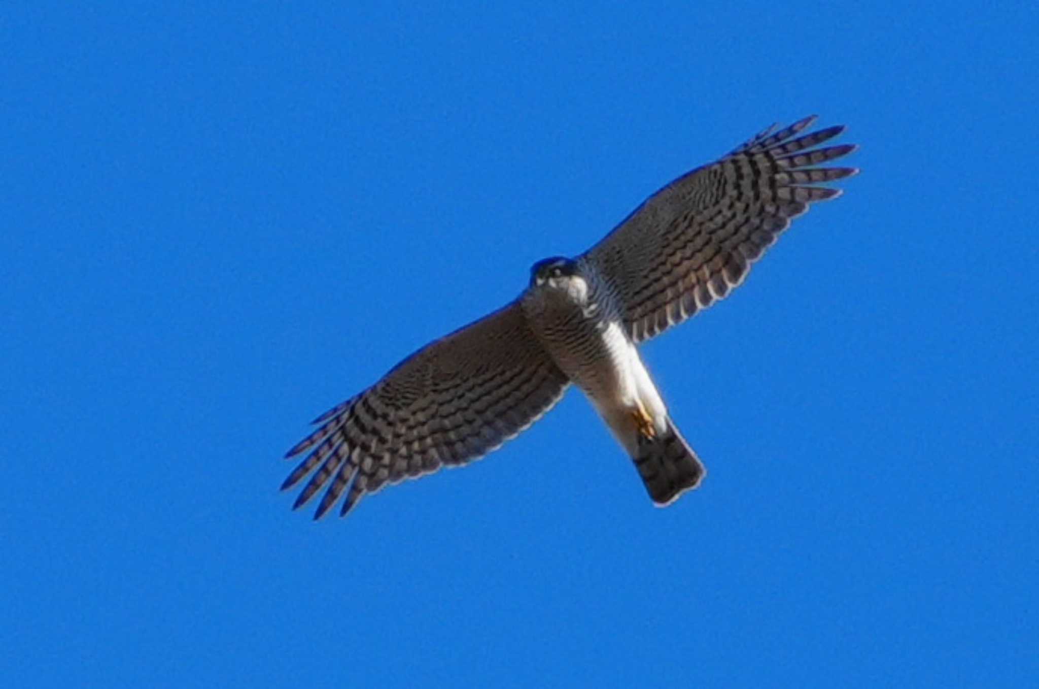 Eurasian Sparrowhawk