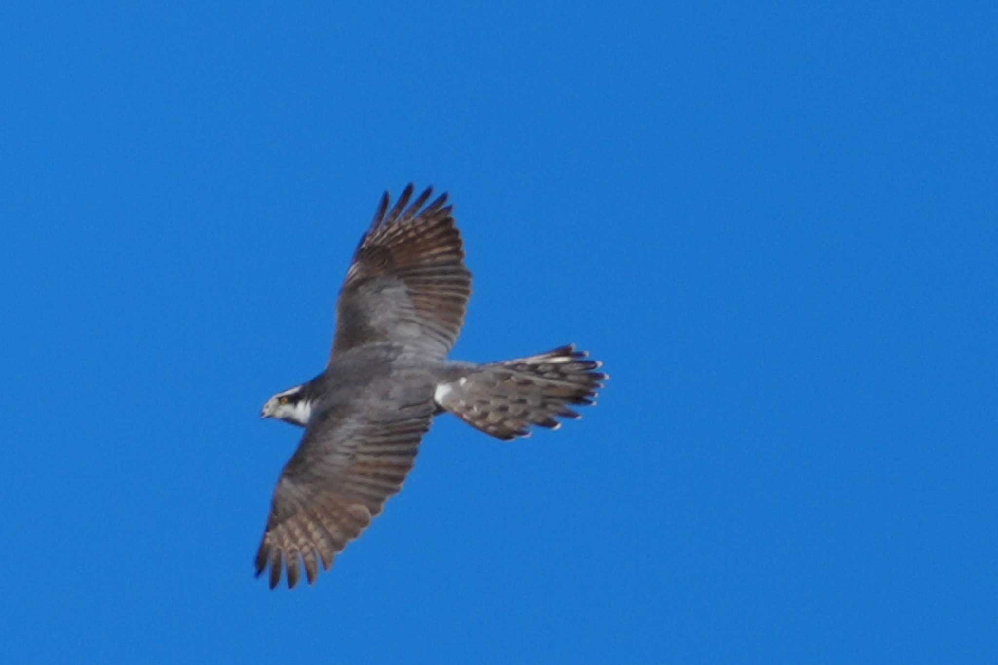 Eurasian Goshawk