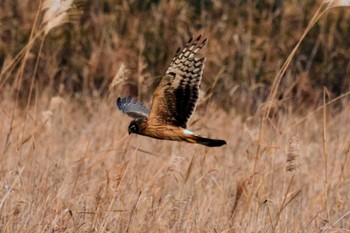 ハイイロチュウヒ 那賀川出島野鳥公園 2024年1月6日(土)