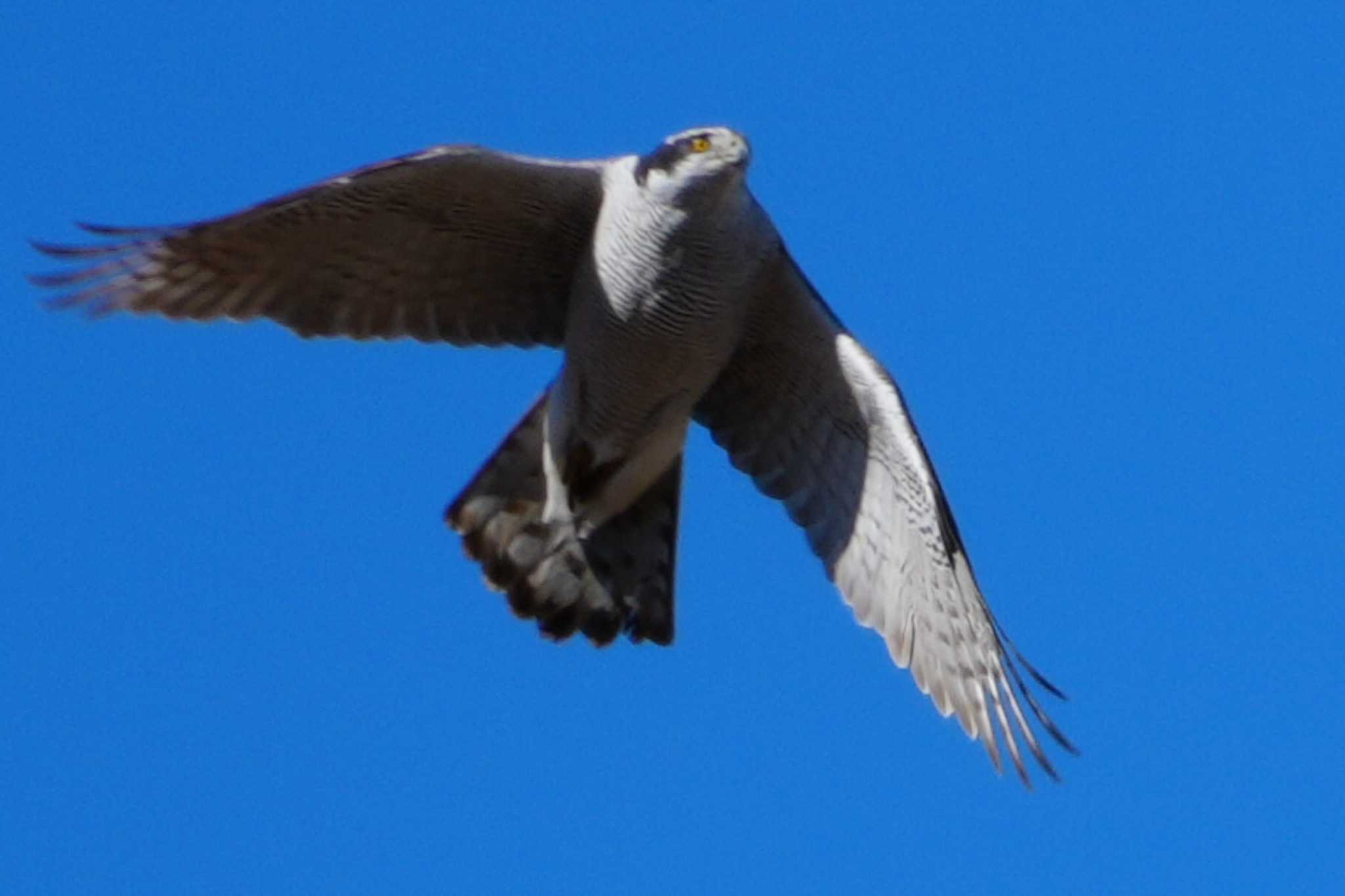 Eurasian Goshawk