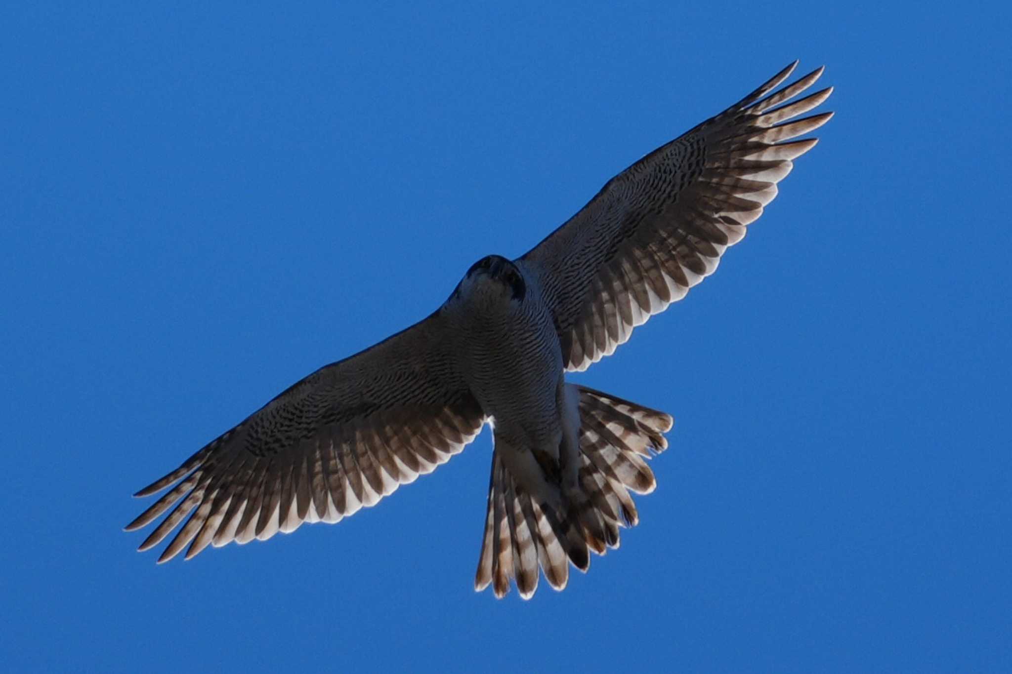 Eurasian Goshawk