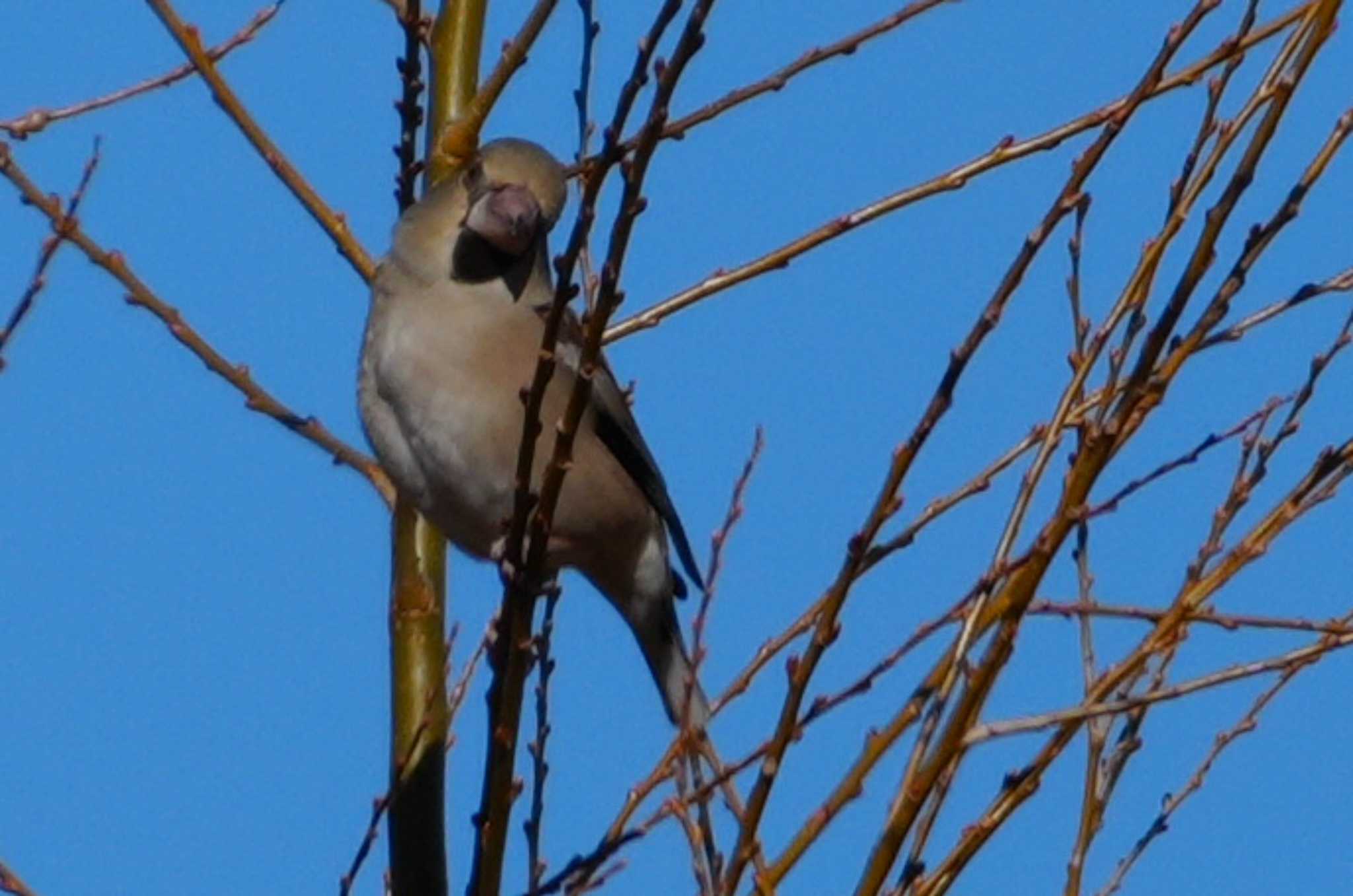 Hawfinch